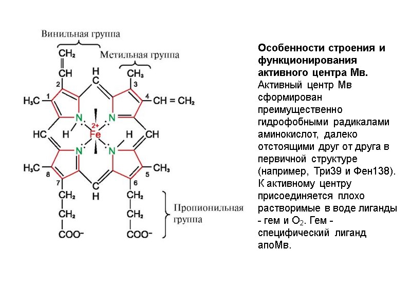Особенности строения и функционирования активного центра Мв. Активный центр Мв сформирован преимущественно гидрофобными радикалами